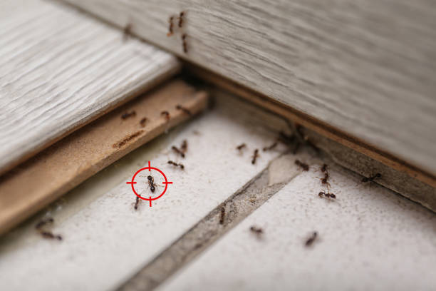 Best Bed Bug Extermination  in Chickasaw, AL